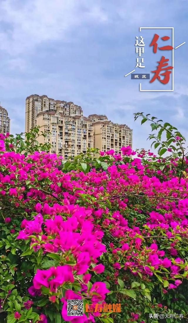 天府仁寿等你来……