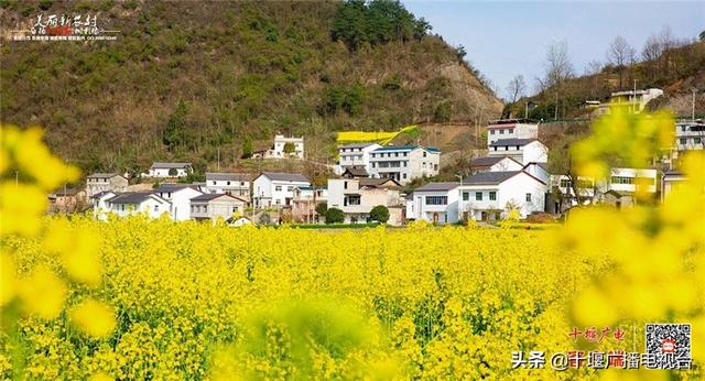 惊艳了！郧阳最美油菜花海藏不住了