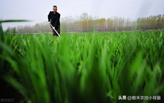 小麦黄苗问题年年发生、年年治，主要原因和解决办法有哪些？