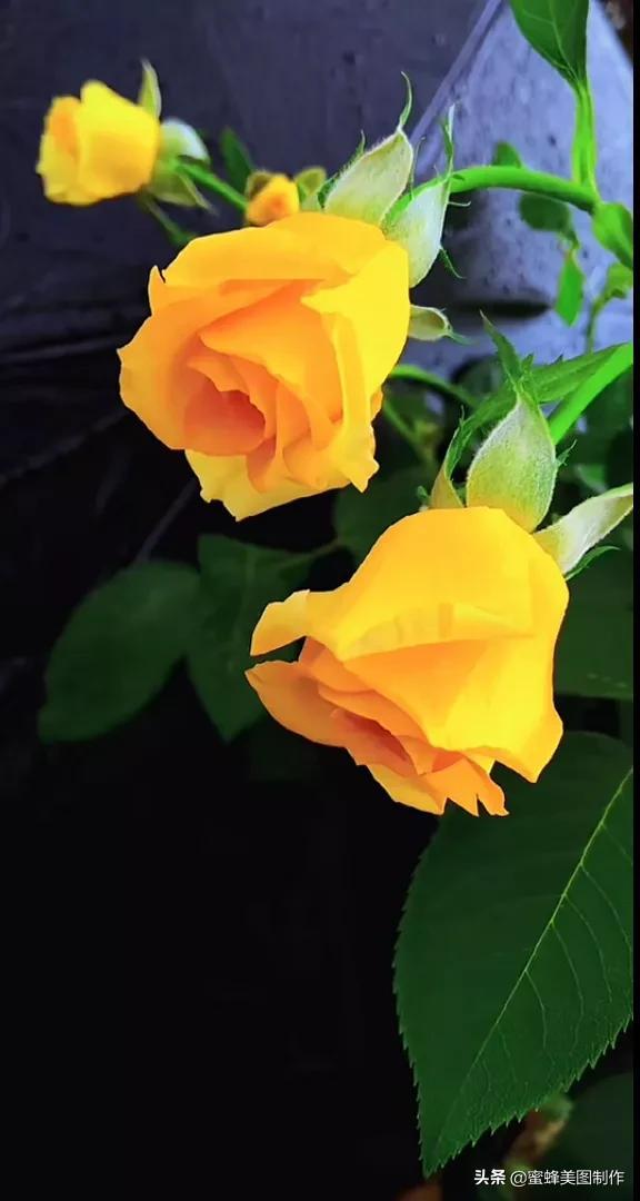 鲜花，因盛开而芬芳，因走过而醉人