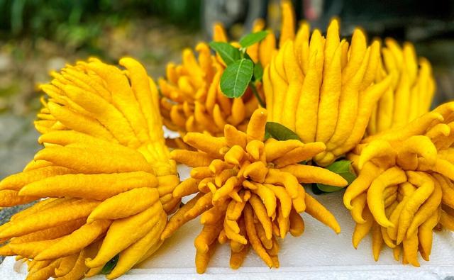 汕头棉饼压滤机