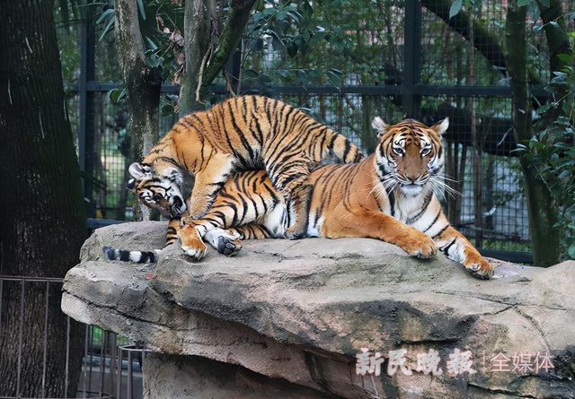 名字有“虎”可免费参观上海动物园