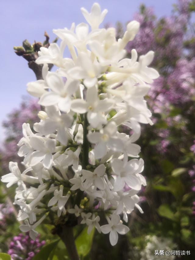 千千结里，暮春意徜徉，紫气更芬芳，丁香粉黛满城香