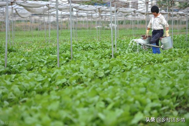 教你正确使用磷酸二氢钾，蔬菜增产又增收，别再盲目地去用了