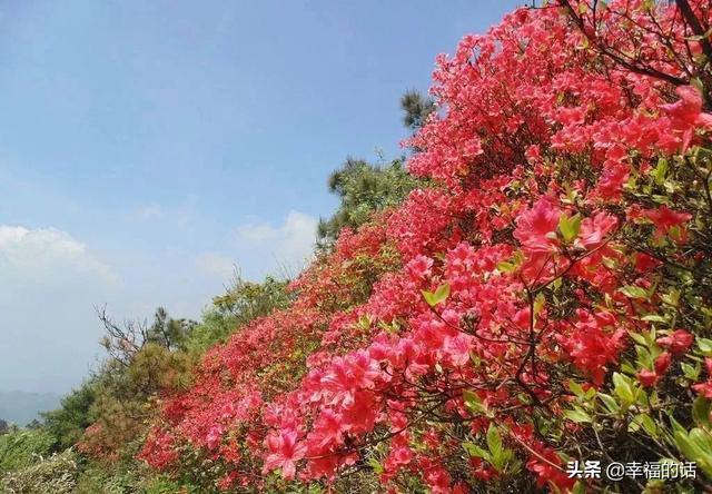 映山红开了，太漂亮了