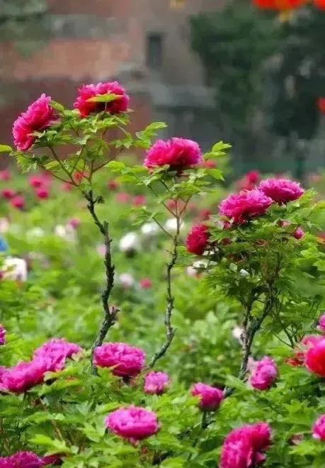 牡丹、芍药大比拼，到底谁最美