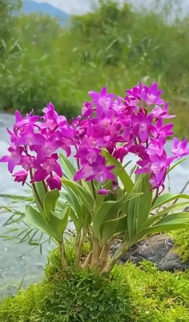心中总有一朵花