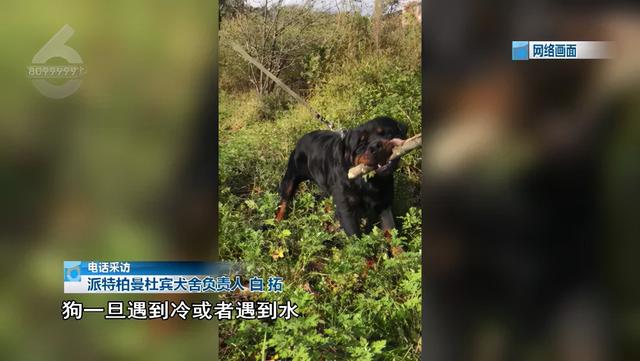 北京杜宾犬舍 北京杜宾犬舍（成都杜宾犬舍） 动物