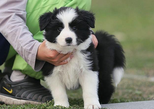 边境牧羊犬价格