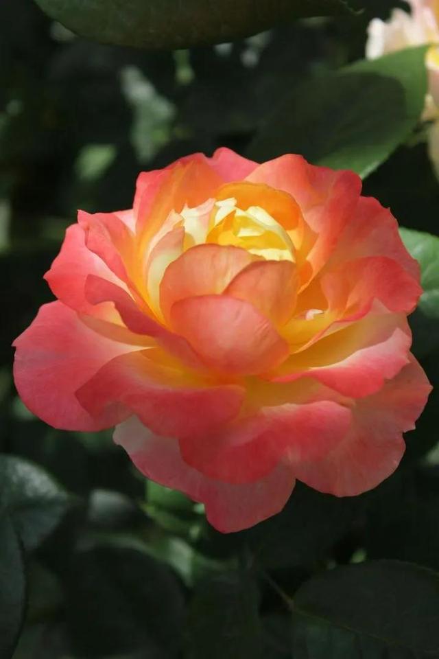 美丽的鲜花，姹紫嫣红，芬芳扑鼻，令人心情愉悦