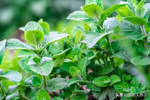 春天的野菜