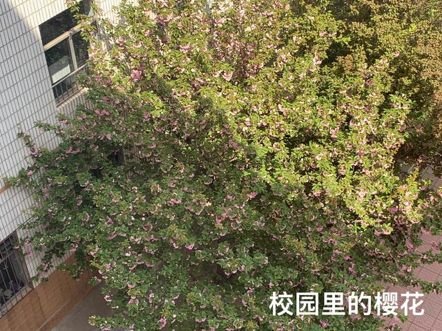 记忆中的最美