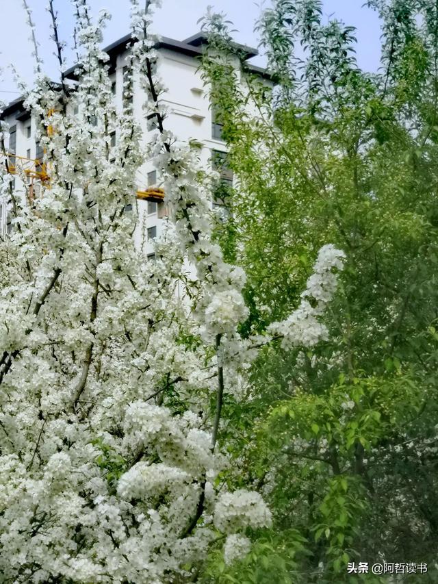 花香习习，垂柳依依，一花一世界，一树一菩提，淡妆浓抹总相宜