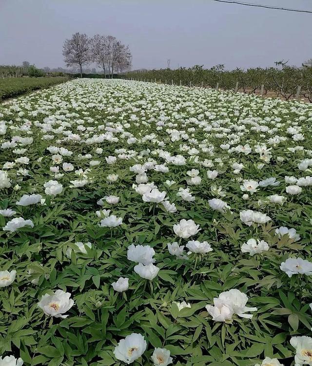 花是蓬勃的期许，是生命的礼遇，是春天的信使