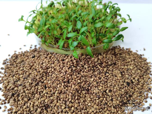 吉林桑葚破碎机
