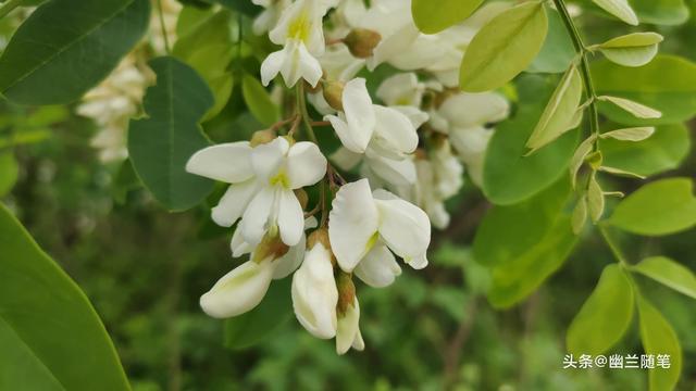 春天里，那些好吃的野菜——槐花