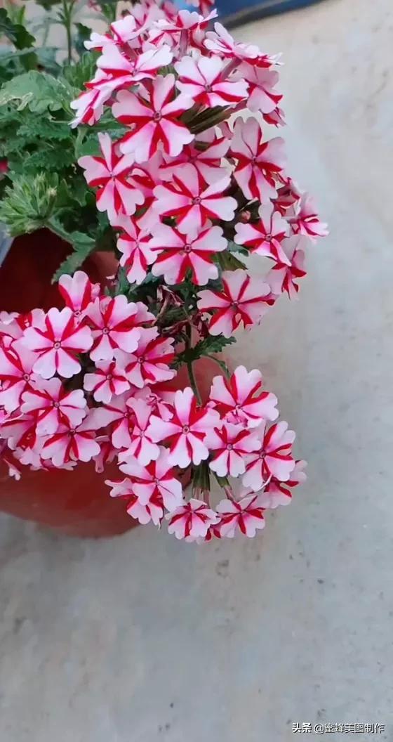 鲜花，因盛开而芬芳，因走过而醉人
