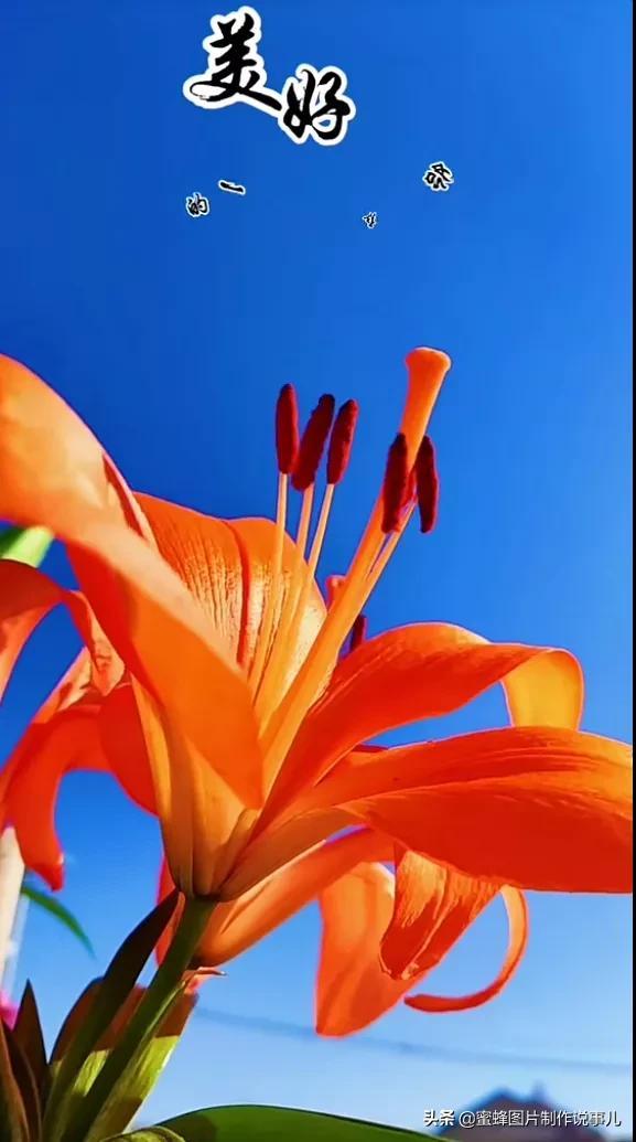 阳春三月，万花丛中娇美溢，千朵万朵压枝低