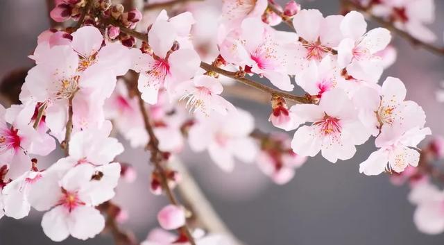 惊艳，十面桃花让你醉