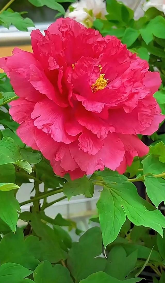 一夜牡丹开，春风满地裁。谁知花有意，独占自然来