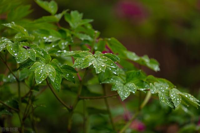 诗歌——《谷雨》