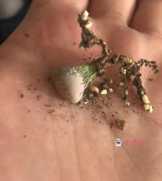 郑州新型泥土洗砂机