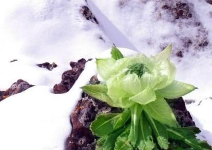 天山雪莲花