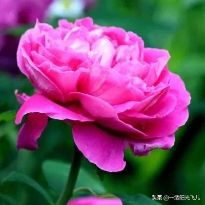 花中皇后