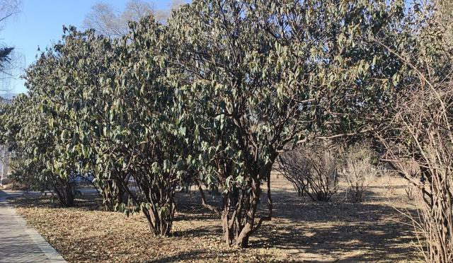 中科院北京植物園就挨著北京植物園，今天來逛一逛