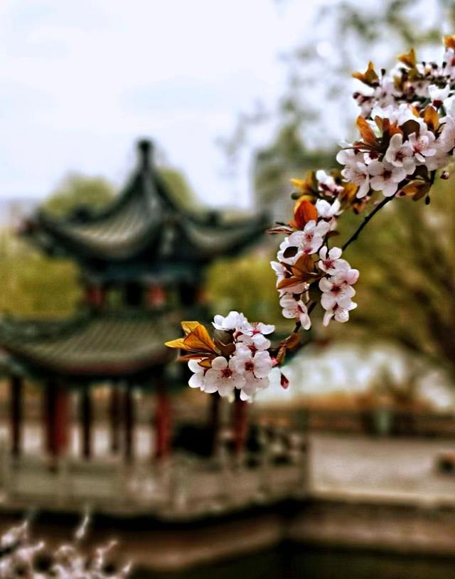 春风吹绿了如诗如画的黄河之滨