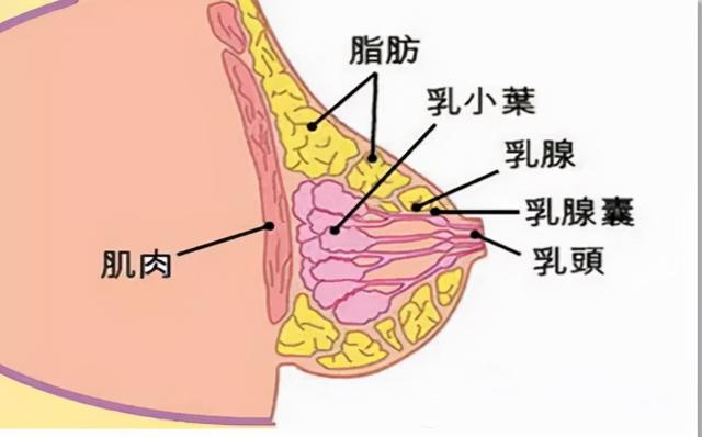西红柿的营养有多高？生吃VS熟吃哪个好？