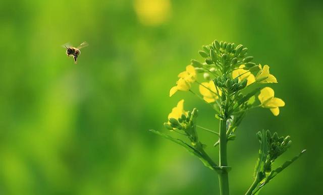 回顾春天百花争艳、招蜂引蝶图片大赏