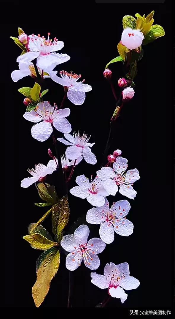 一花一叶即菩提，一草一木皆有情