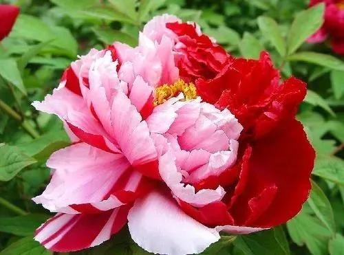 牡丹、芍药大比拼，到底谁最美