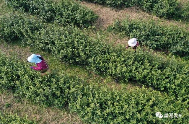 满园飘香！巢湖首批春茶全面开采