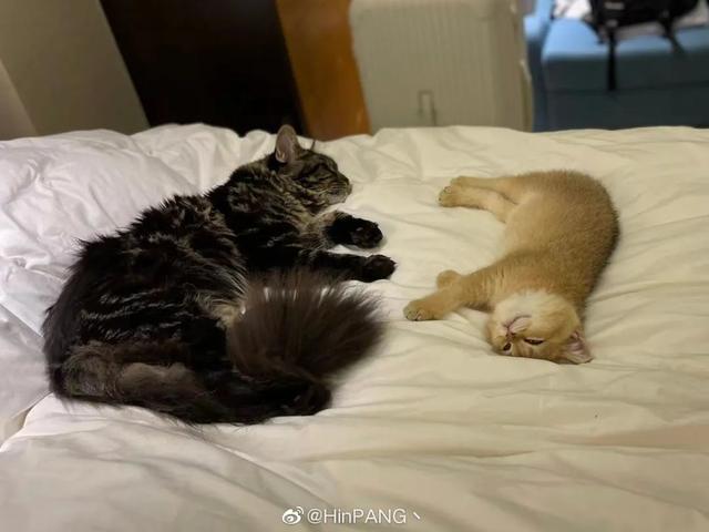 “确诊后，我的猫就要被人道销毁？”