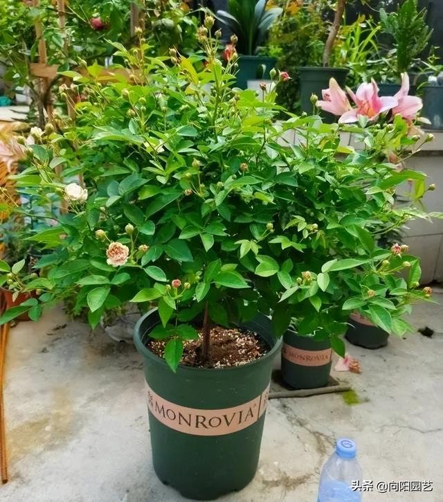 月季花的养殖方法 月季花的养殖方法（月季花的养殖方法和注意事项有哪些） 生活