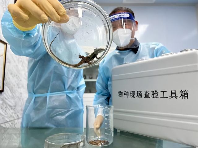 8只！厦门海关集装箱内截获活蜥蜴 或携带细菌和寄生虫致人畜患病