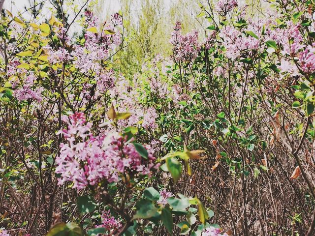 丁香花又开