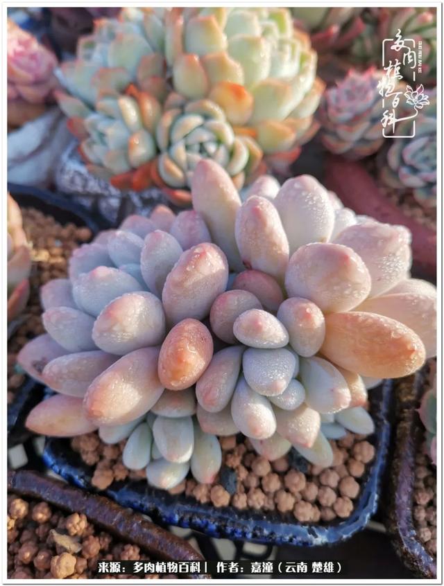 玉蝶铜芯电线价格表4平方,玉蝶铜芯线今日价格