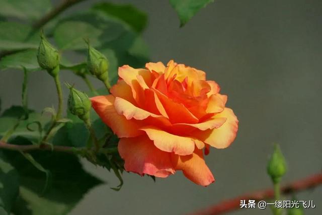 花中皇后