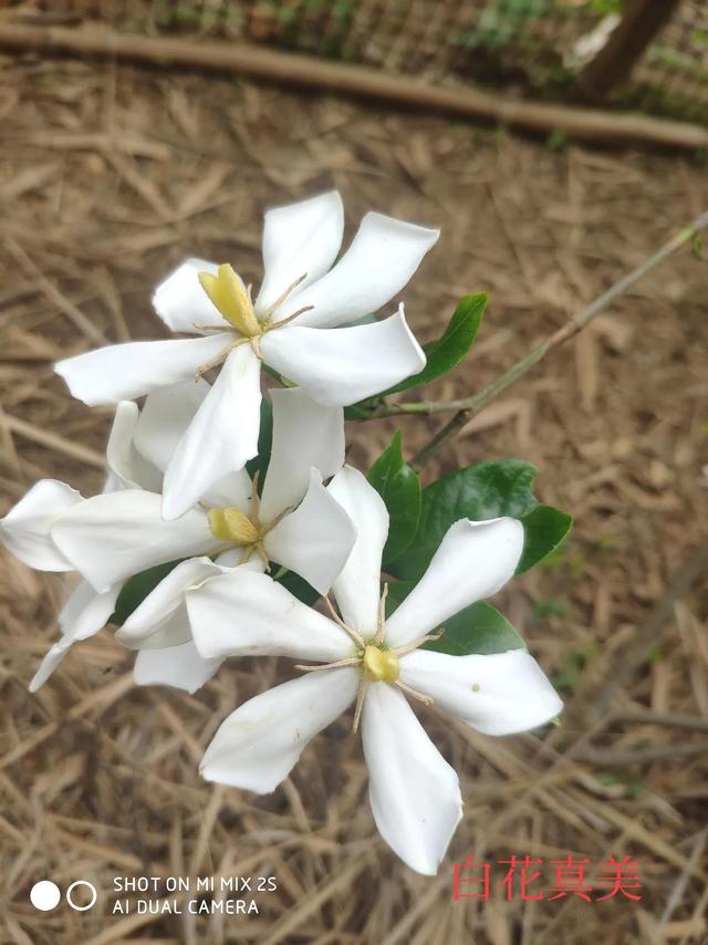 一颗黄果树
