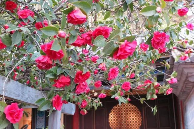 雲南深處，溫暖且柔和