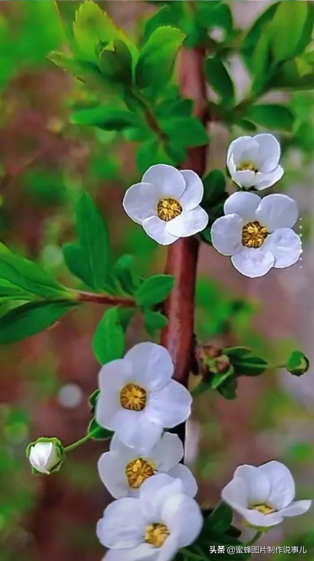 春花烂漫，竞相绽放，鸟语花香