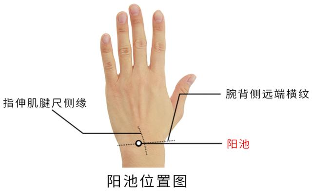 阳池穴——调理“手足冰凉、落枕、肩周炎”的原穴