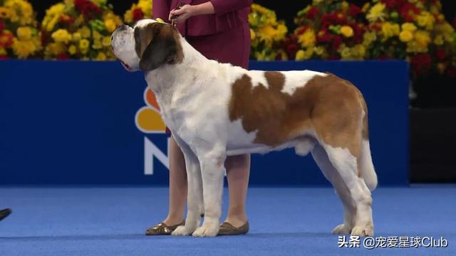 圣伯纳犬 圣伯纳犬（圣伯纳犬为什么禁养） 动物