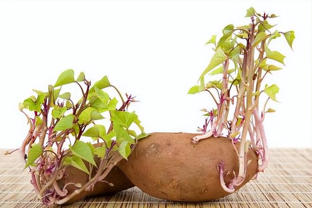 发芽的土豆、洋葱、生姜、大蒜，到底还能不能吃？看完别再吃错了