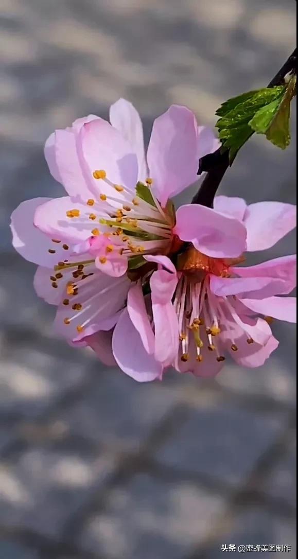 一花一世界，姹紫嫣红，婀娜多姿，带来了美好的心情