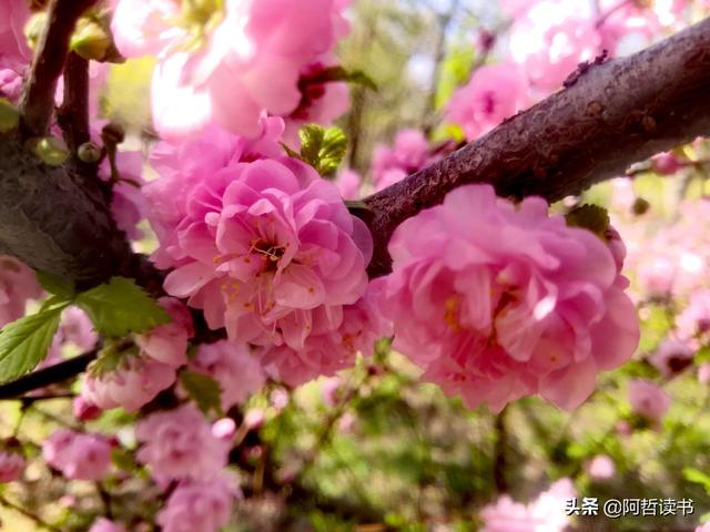 榆叶梅，是绿叶对鲜花的赞美，更是花与叶的相互点缀，相依相偎
