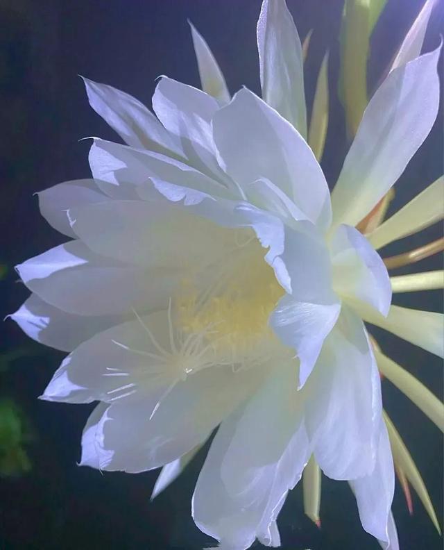 花是蓬勃的期许，是生命的礼遇，是春天的信使